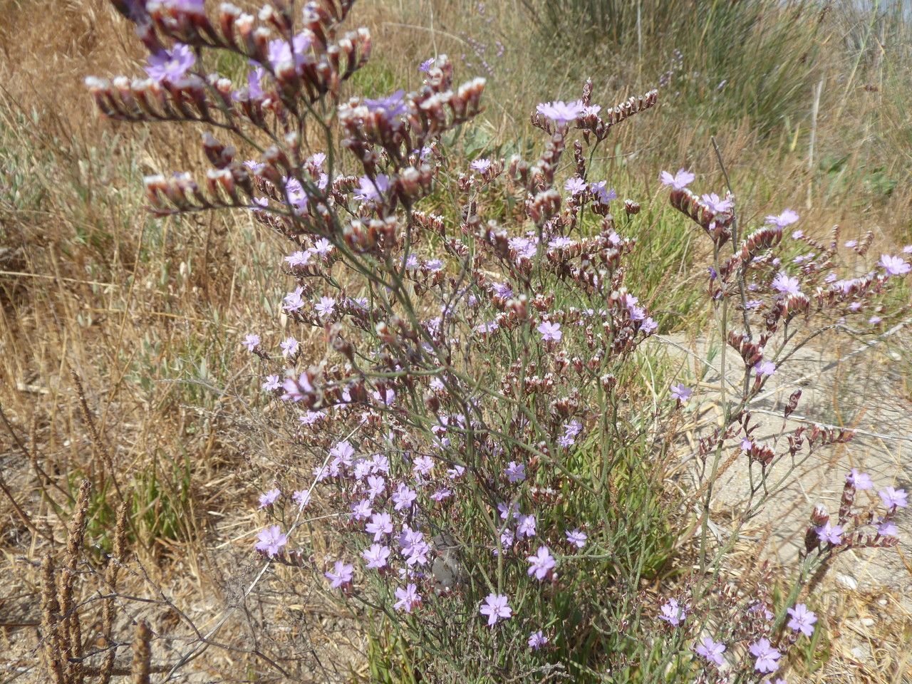 Limonium aucheri habit