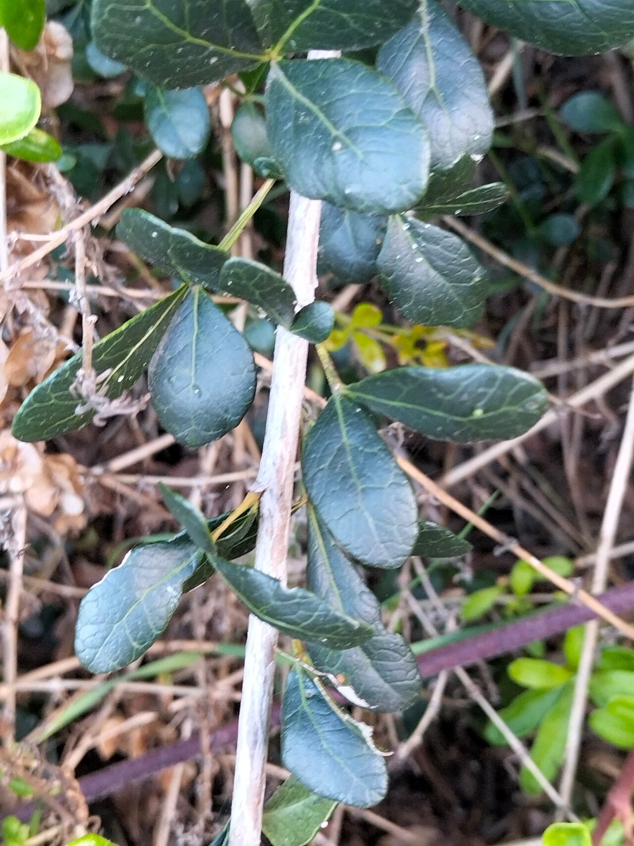 Rhoicissus digitata bark