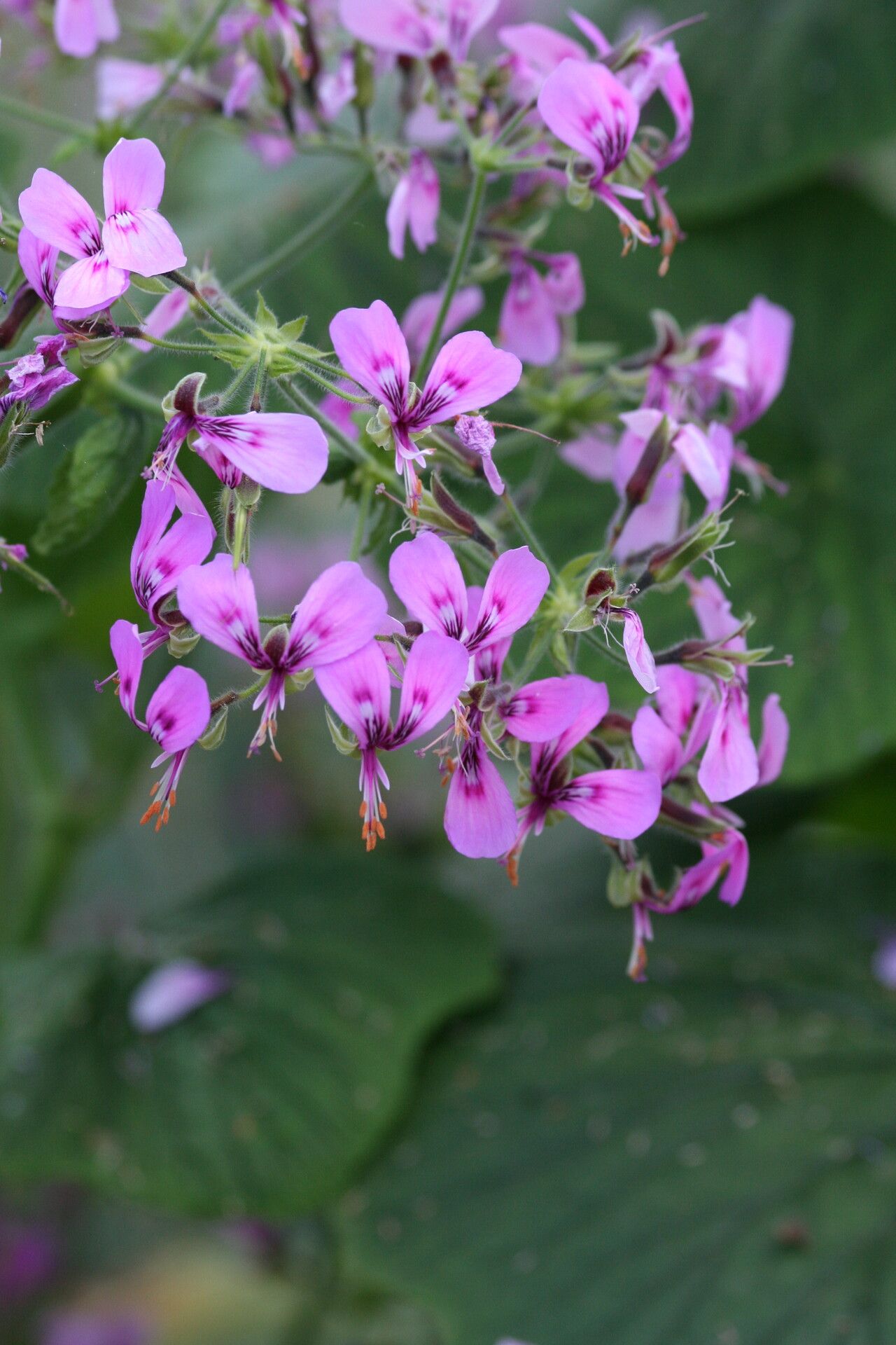 Pelargonium papilionaceum — houseplant care guide