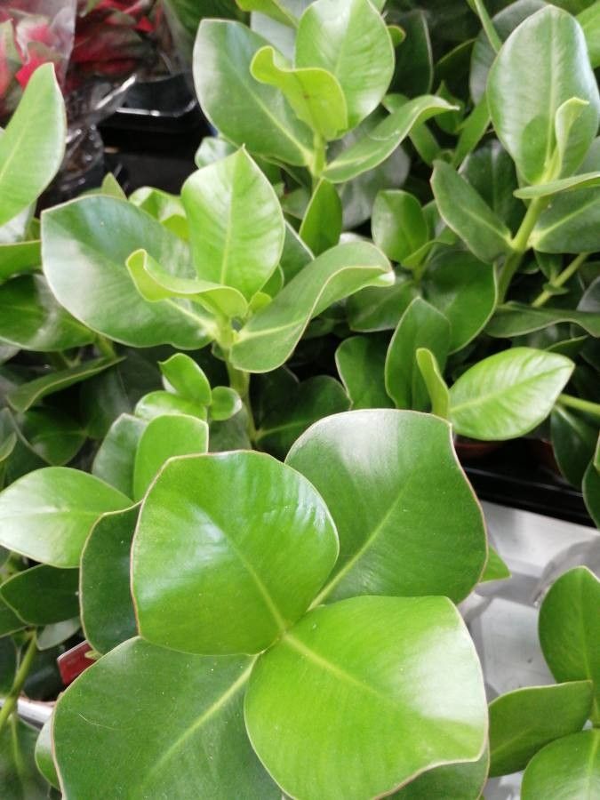 Clusia major — search result for 'Clusia'