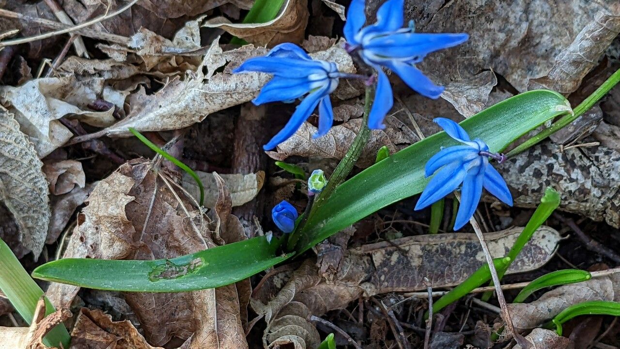 Othocallis siberica — search result for 'Scilla'