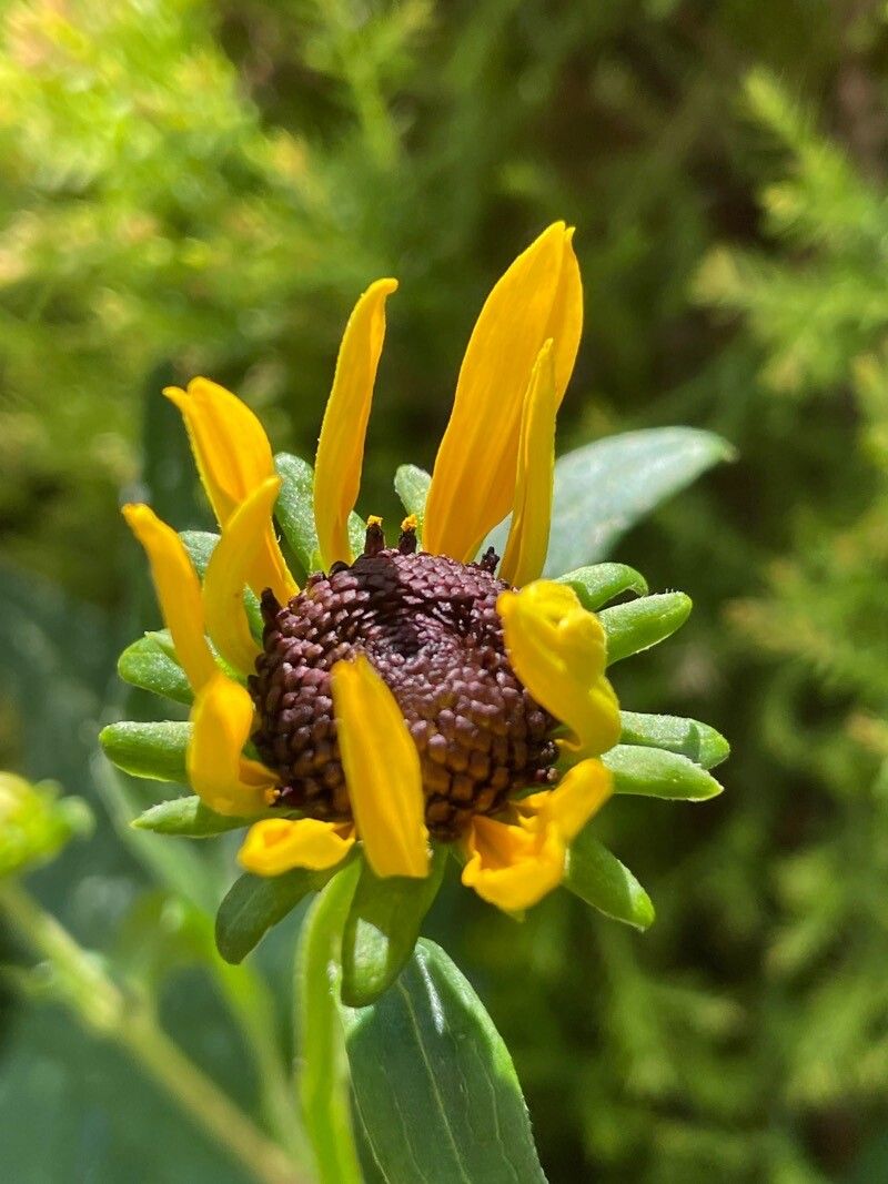 Rudbeckia maxima flower