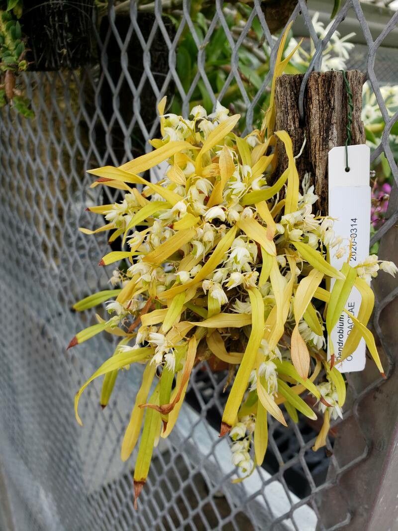 Dendrobium eriiflorum habit