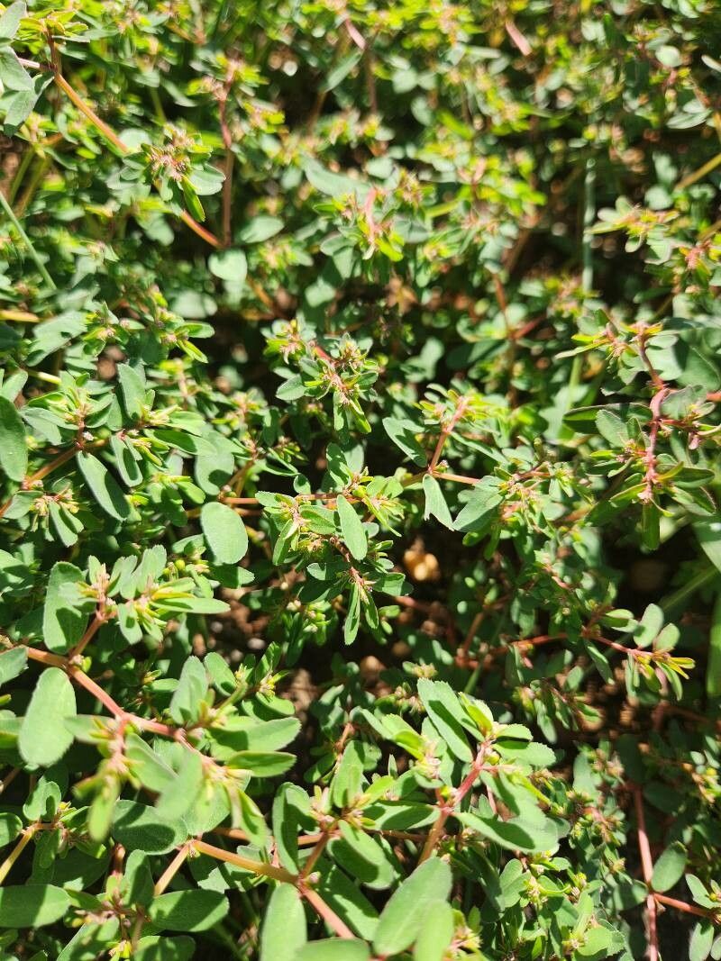 Euphorbia inaequilatera — houseplant care guide