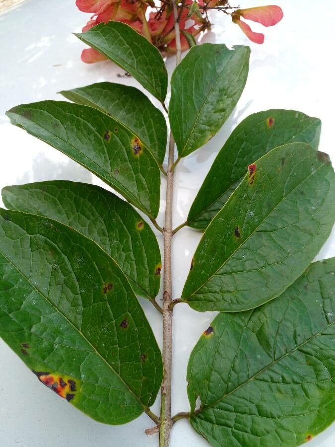 Heteropterys panamensis leaf