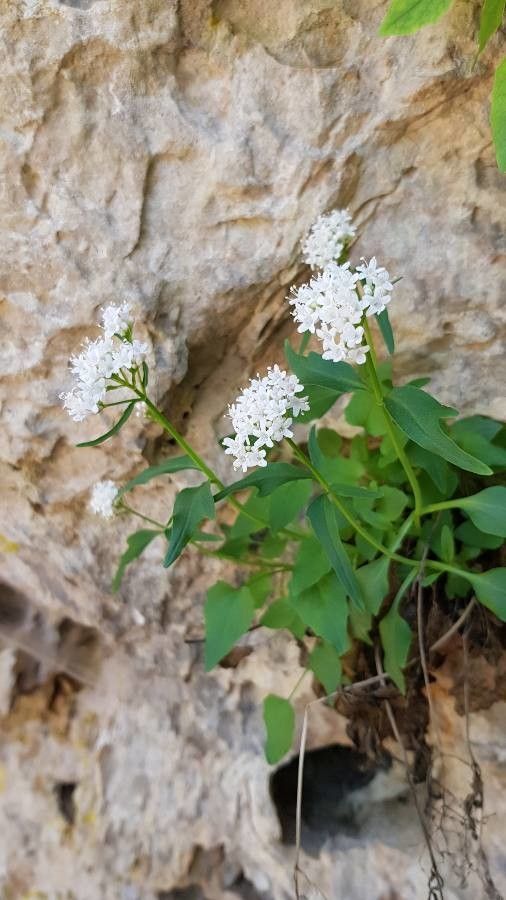Valeriana californica flower
