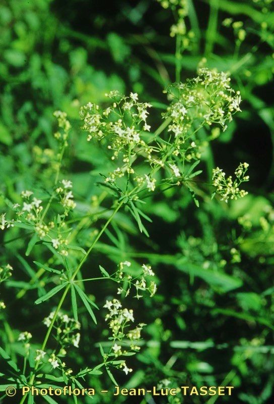 Galium atrovirens — houseplant care guide