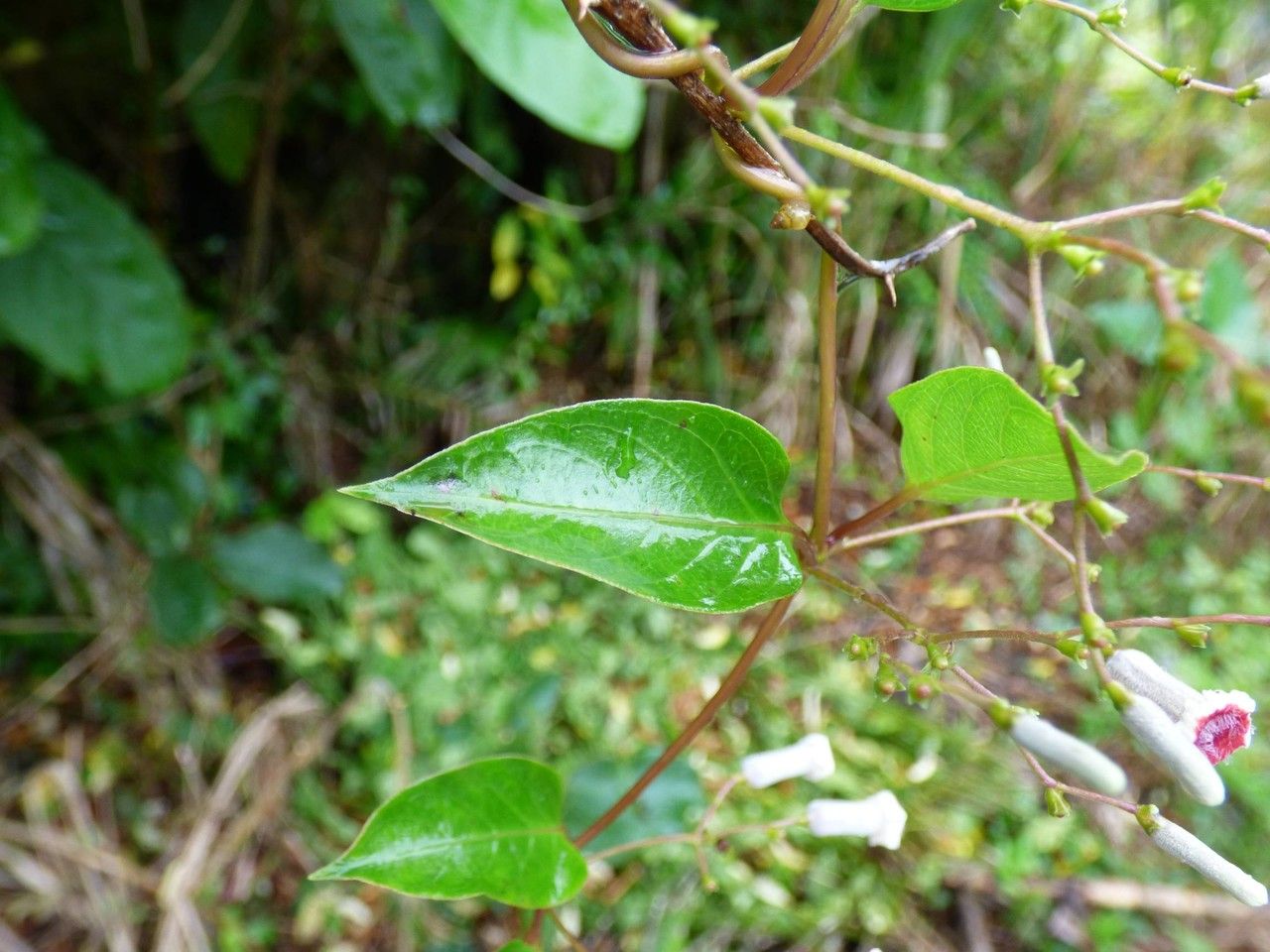 Paederia foetida leaf