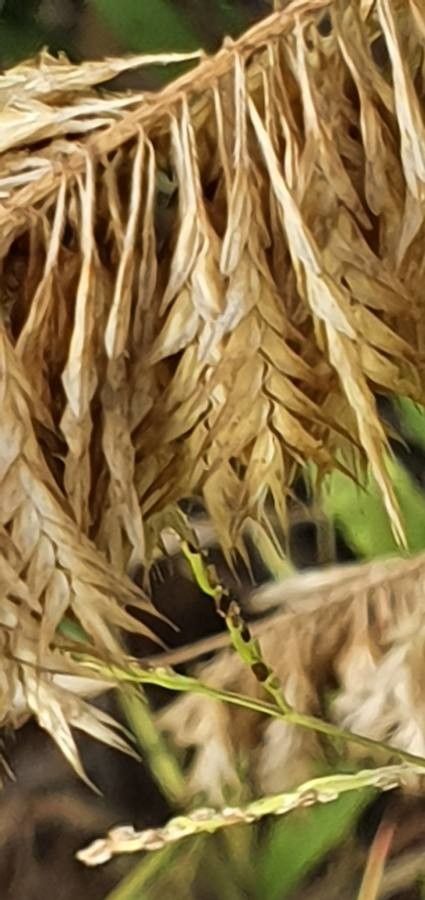 Harpachne schimperi fruit