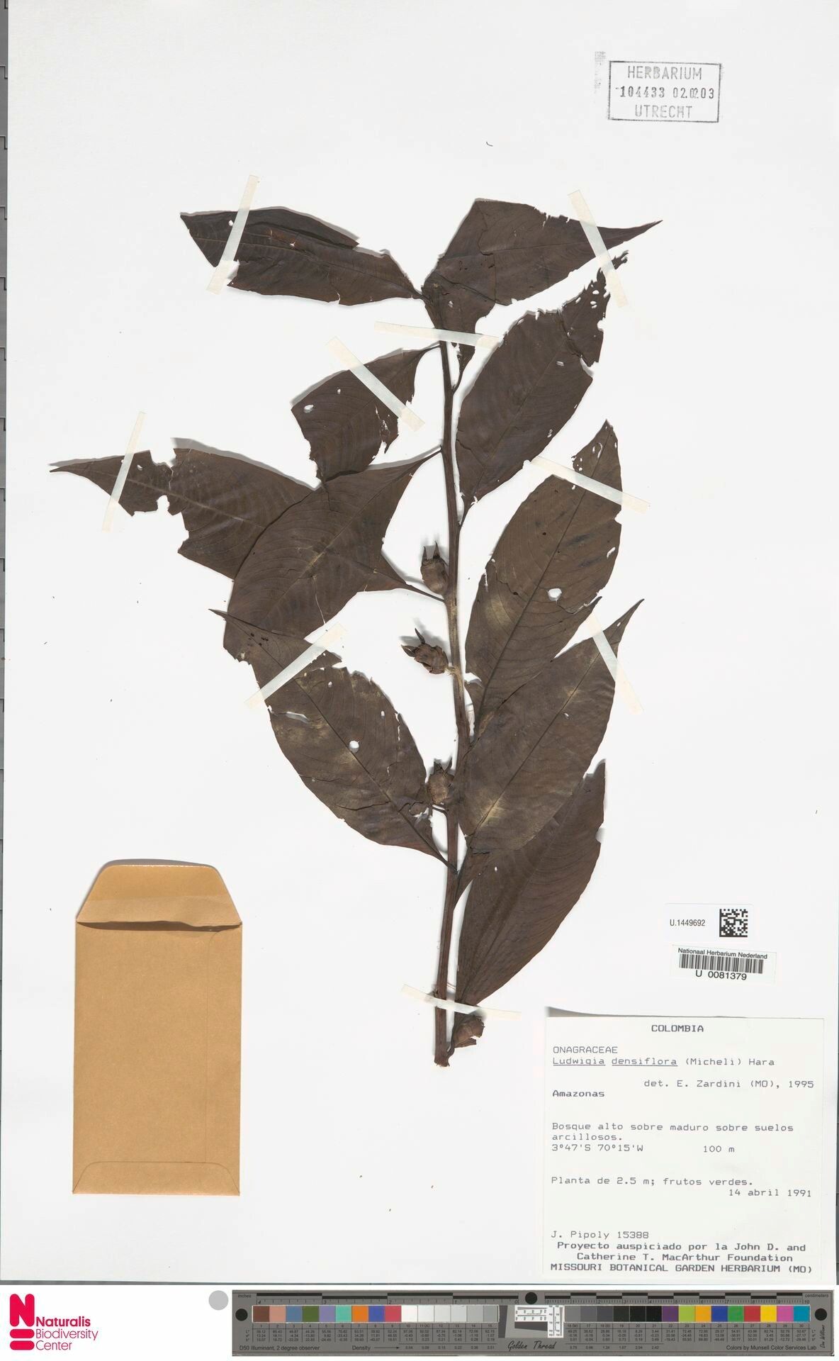 Ludwigia densiflora — search result for 'Ludwigia'