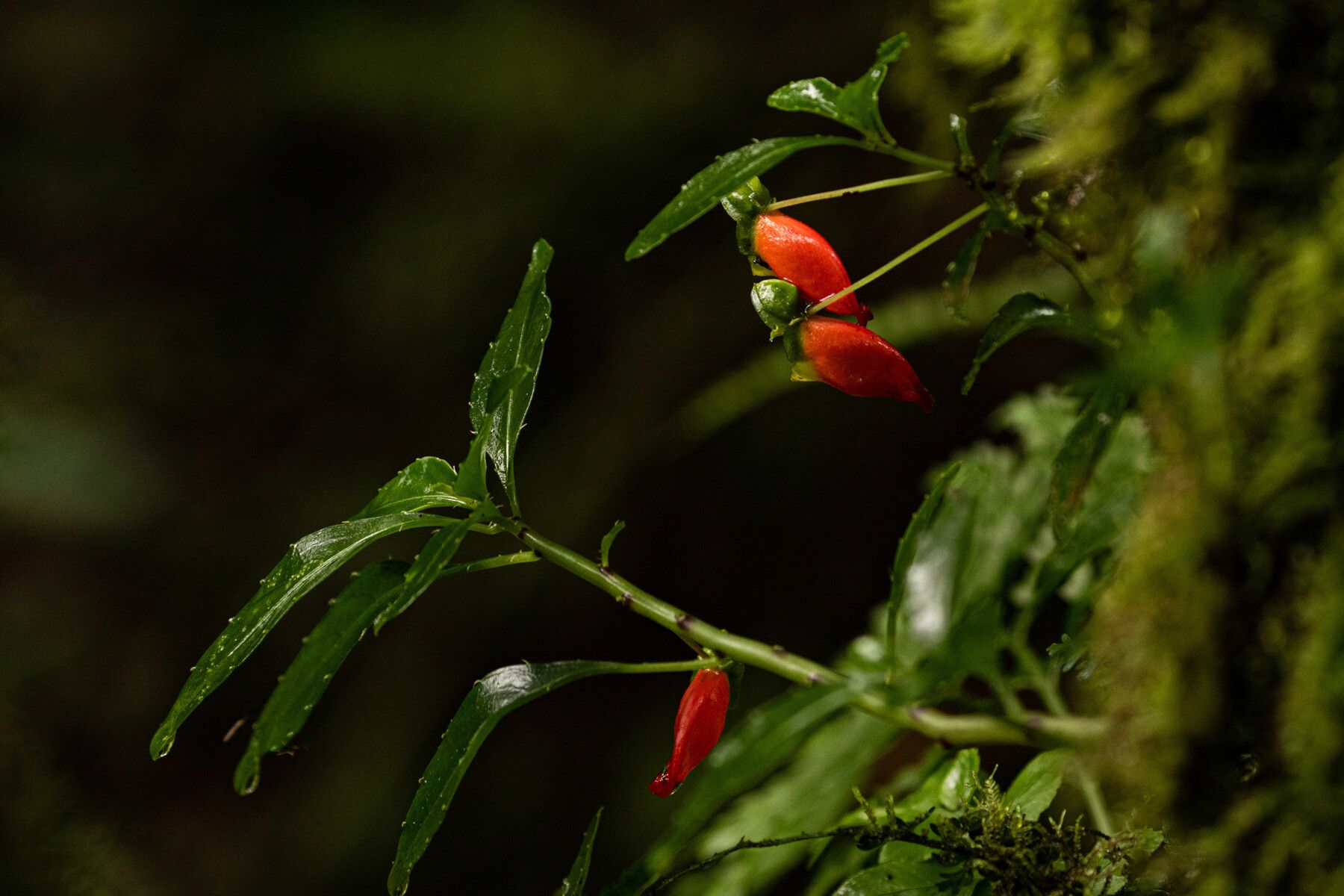 Impatiens keilii fruit