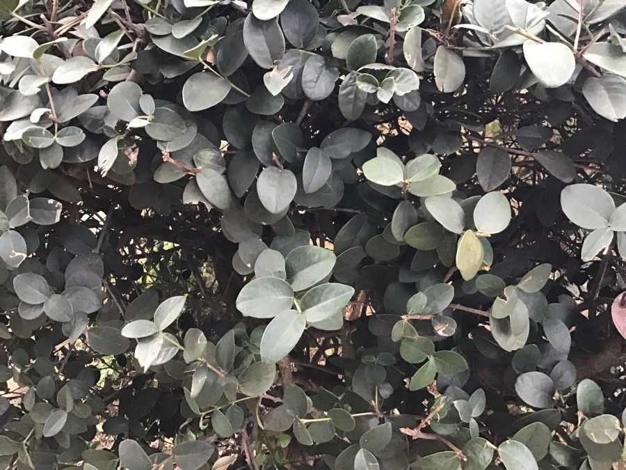 Maurocenia frangularia habit