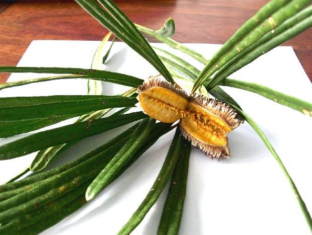 Pittosporum baudouinii fruit