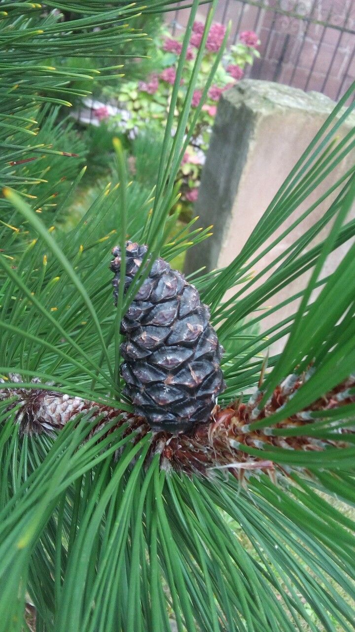 Pinus resinosa fruit