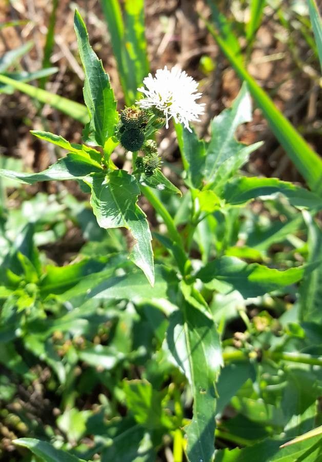 Gymnocoronis spilanthoides — search result for 'Senegal'