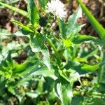 Gymnocoronis spilanthoides