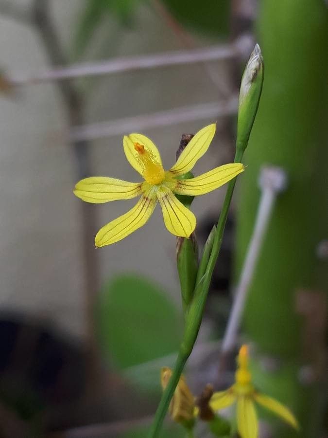 Sisyrinchium commutatum — search result for 'Sisyrinchium'