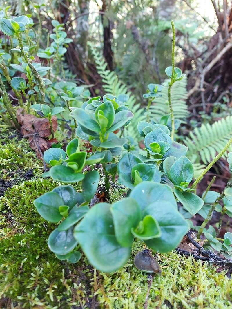 Peperomia borbonensis — search result for 'Peperomia'