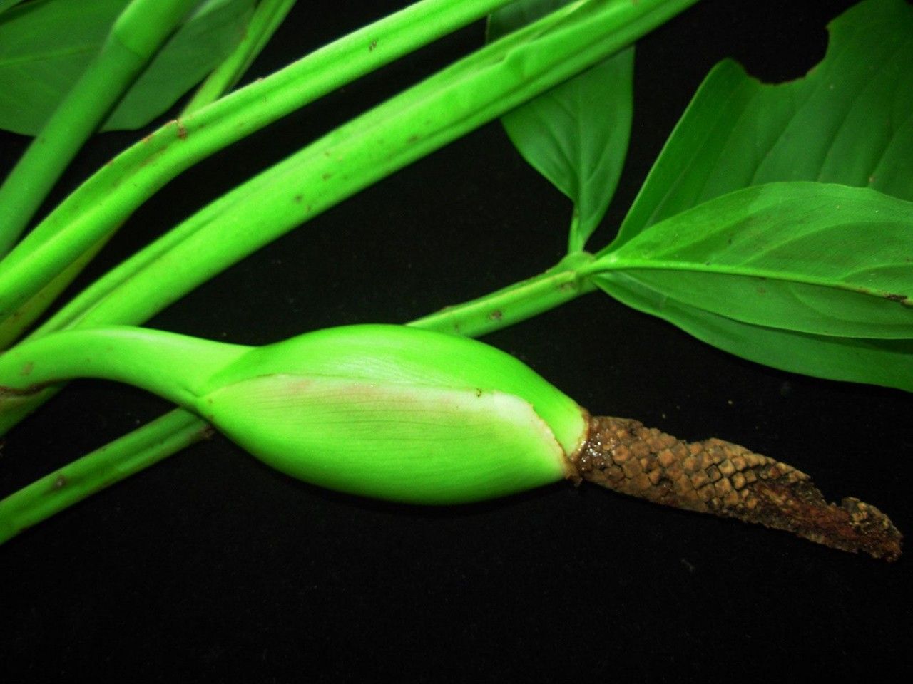 Syngonium standleyanum fruit
