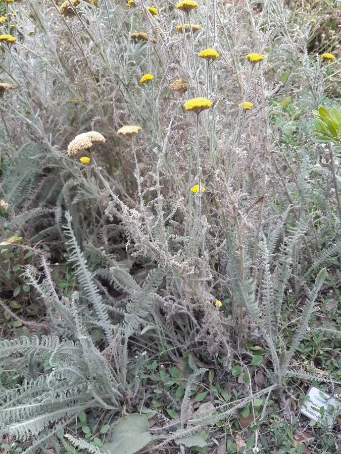 Achillea crithmifolia other