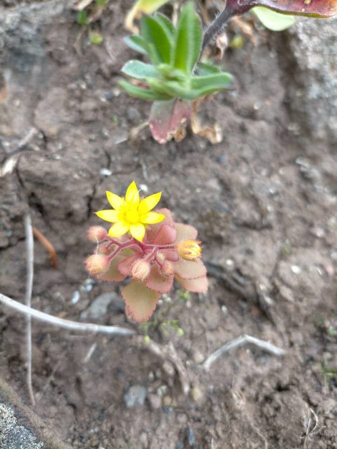 Aichryson parlatorei flower