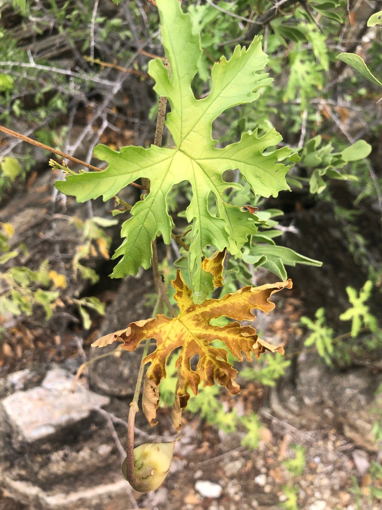 Distimake kentrocaulos — related species from the same genus