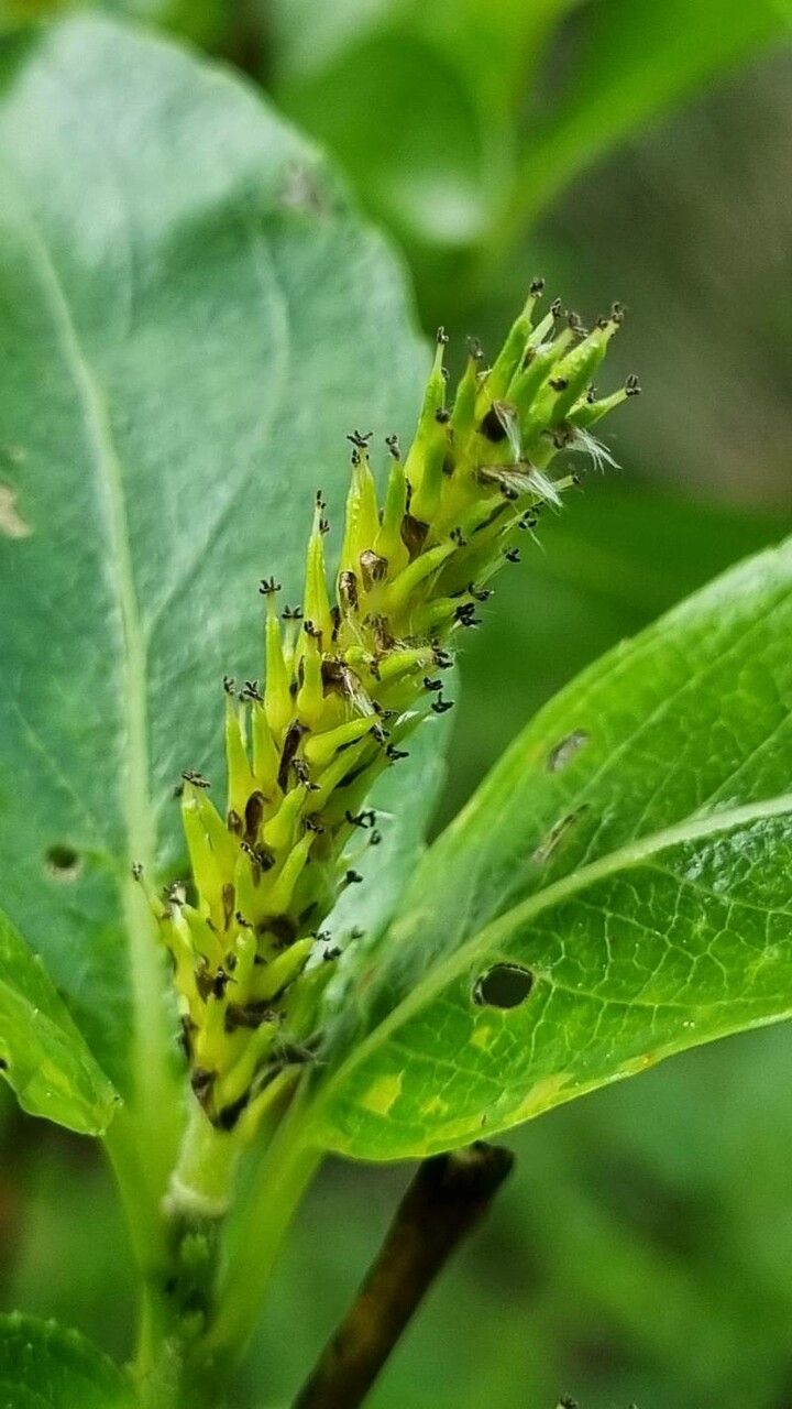 Salix glabra fruit