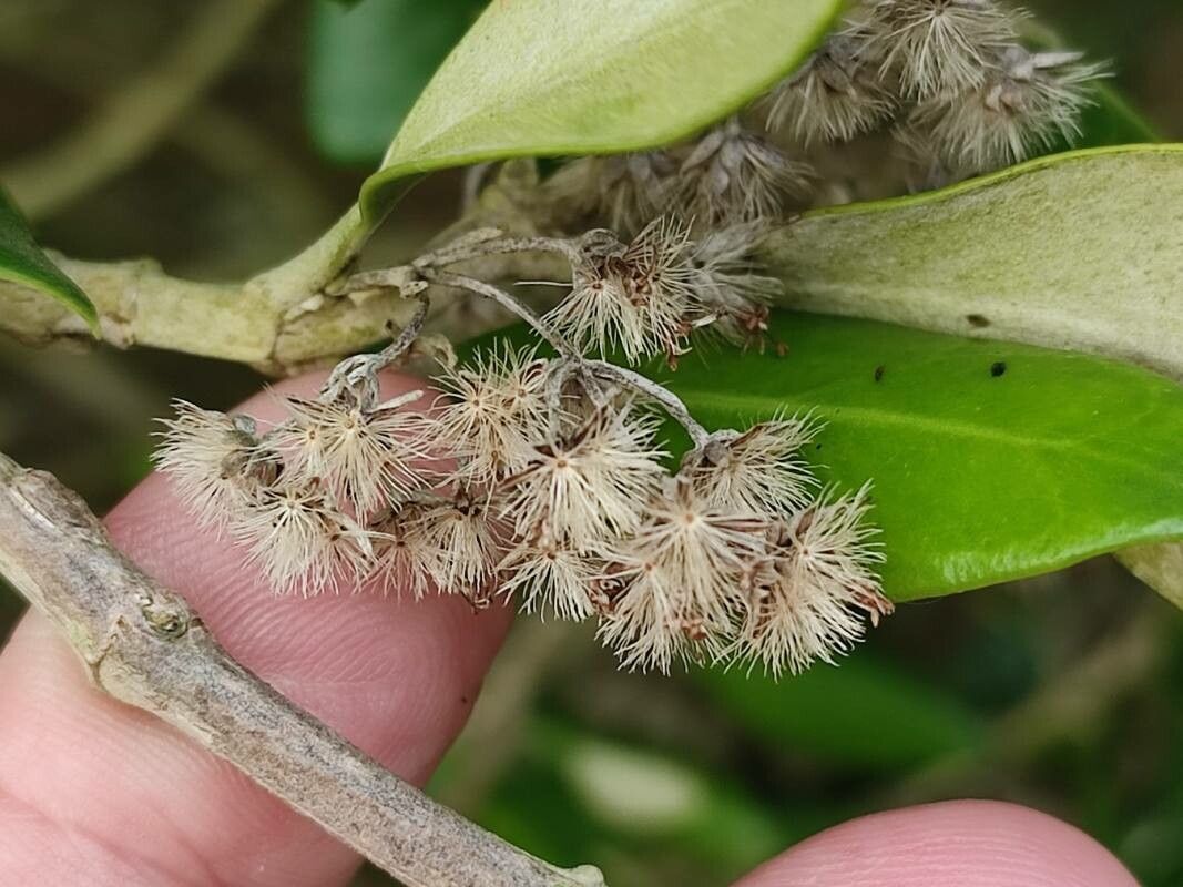 Olearia traversiorum fruit