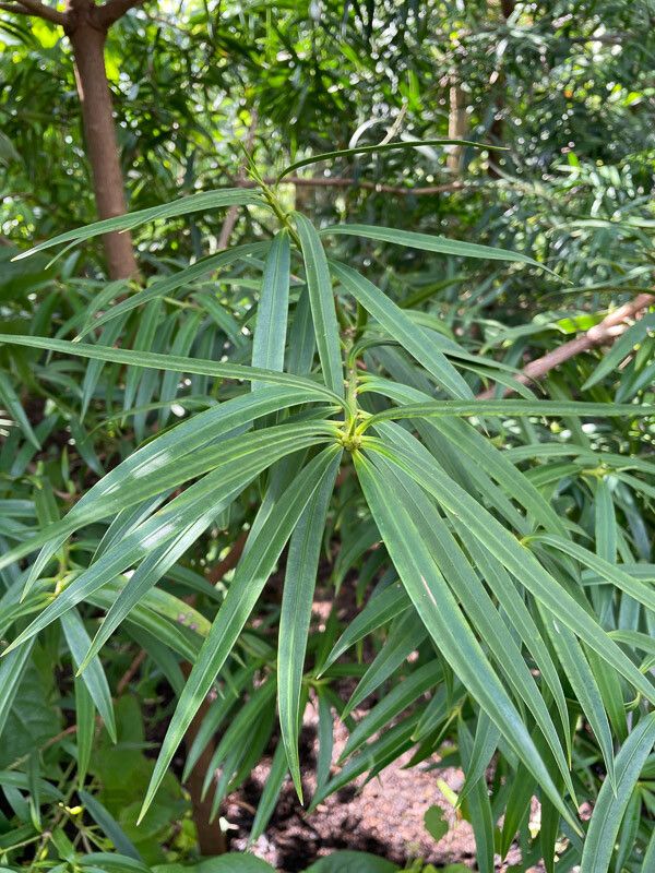 Podocarpus matudae — search result for 'El Salvador'