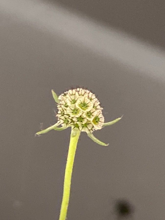 Scabiosa triandra fruit