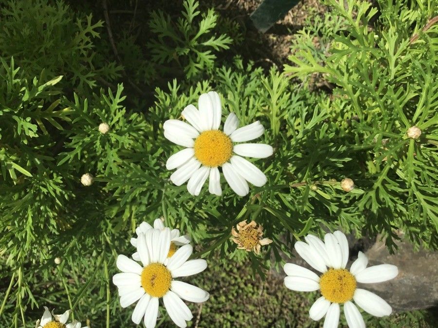 Argyranthemum haouarytheum leaf