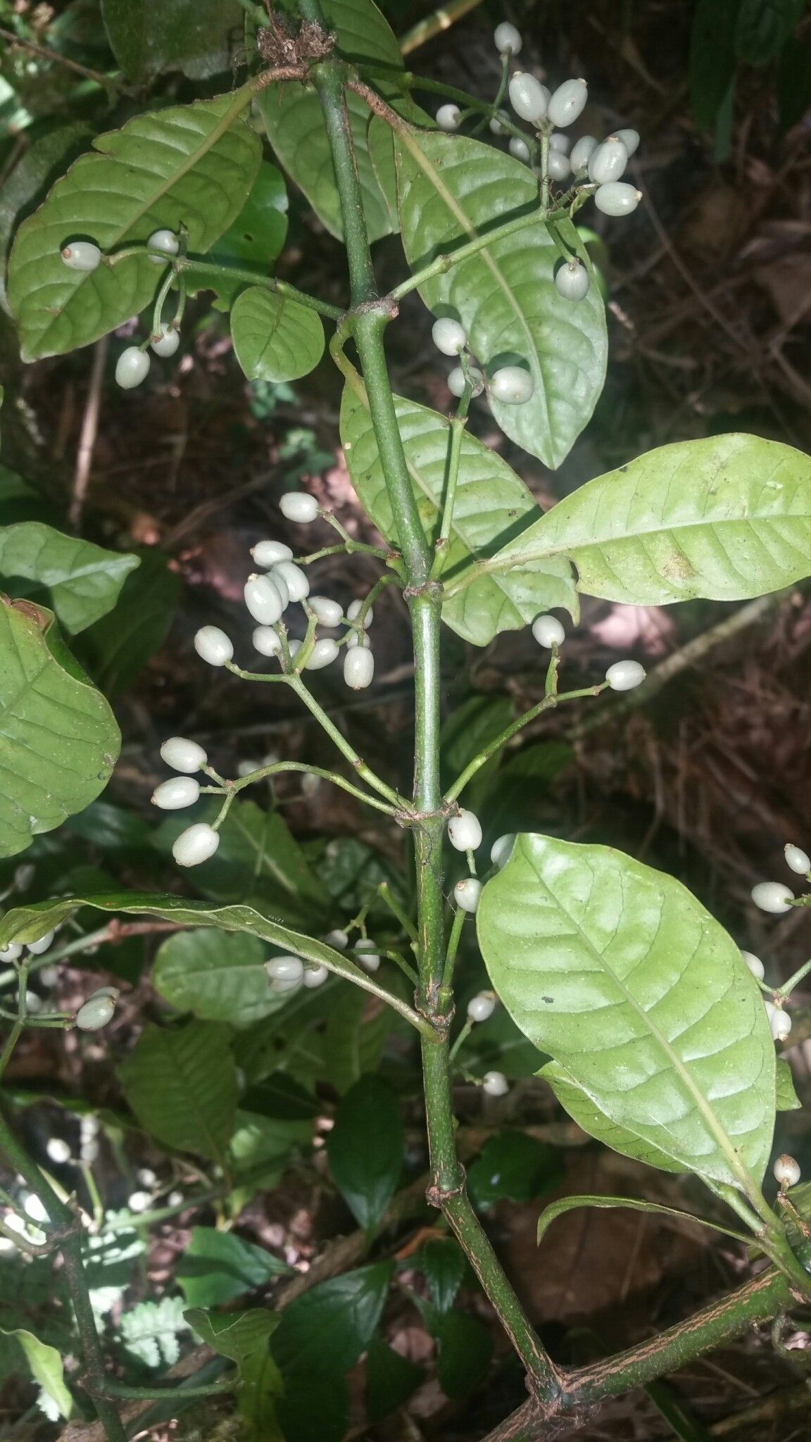 Psychotria oreotrephes fruit