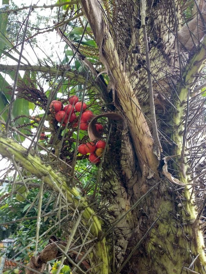 Aiphanes horrida fruit