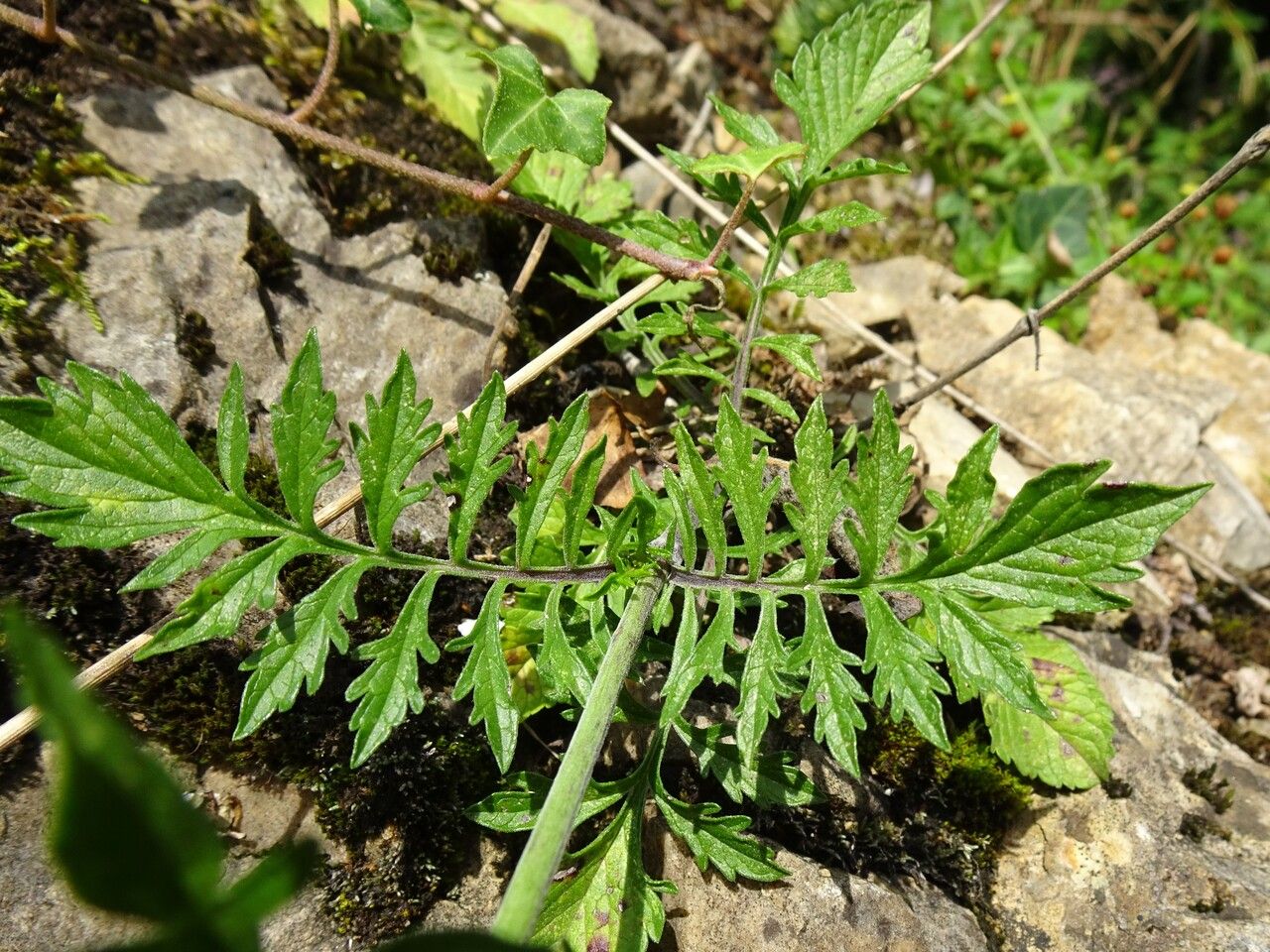 Scabiosa lucida — houseplant care guide