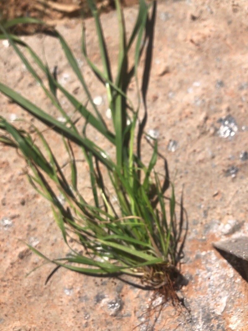 Schismus barbatus — search result for 'Iran'