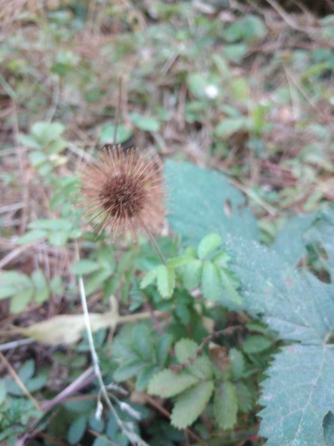 Acaena ovalifolia flower