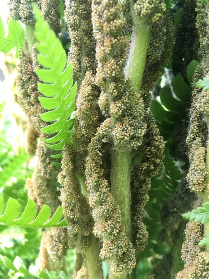 Osmundastrum cinnamomeum flower