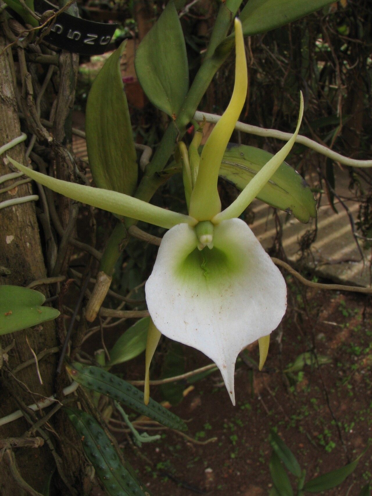 Angraecum birrimense flower