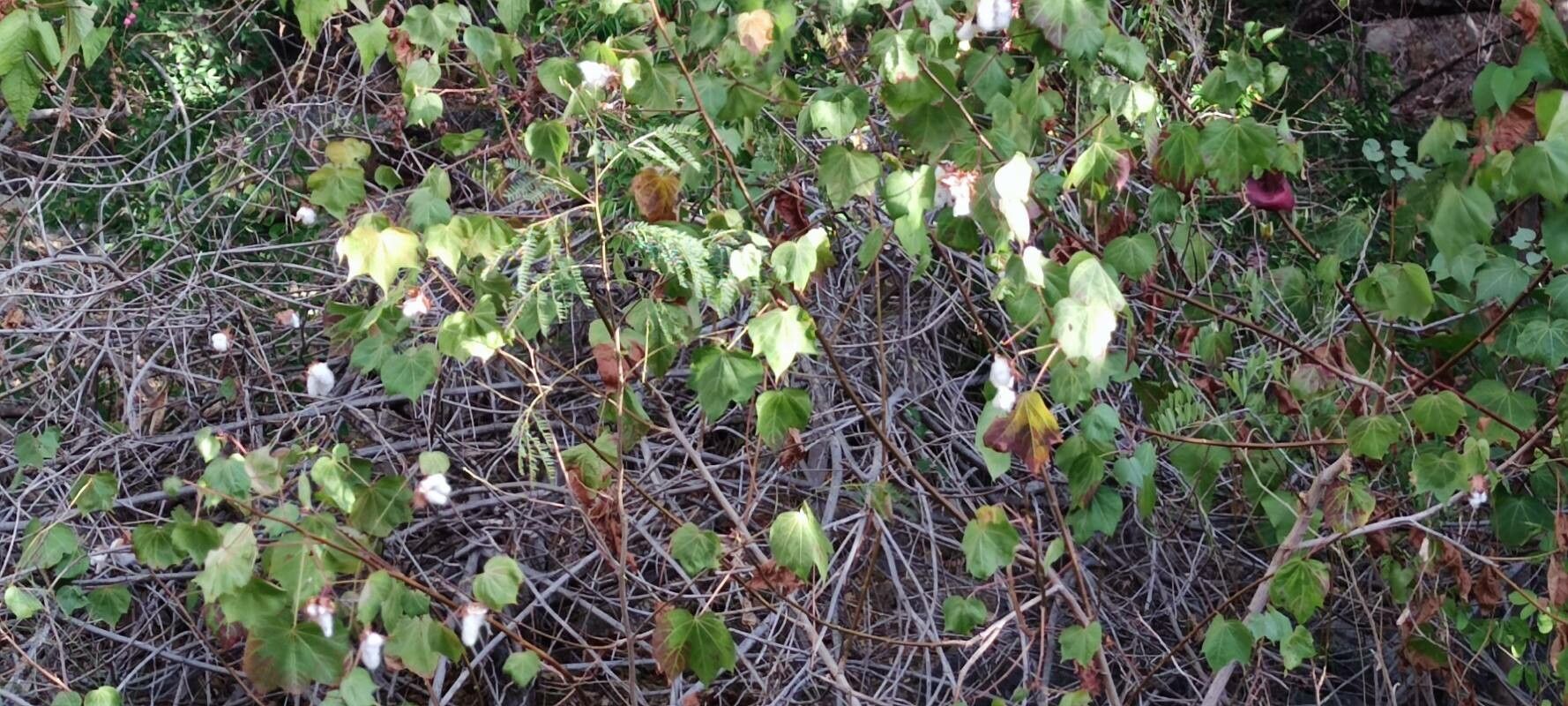 Gossypium sp.1 — search result for 'Gossypium'