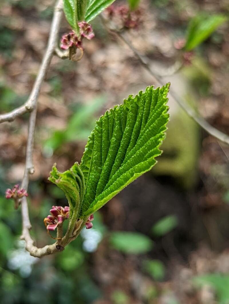 Hamamelis japonica leaf
