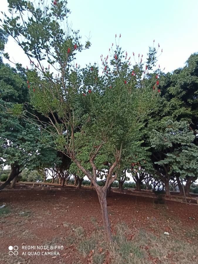 Erythrina humeana habit