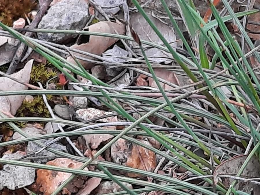 Aphyllanthes monspeliensis leaf