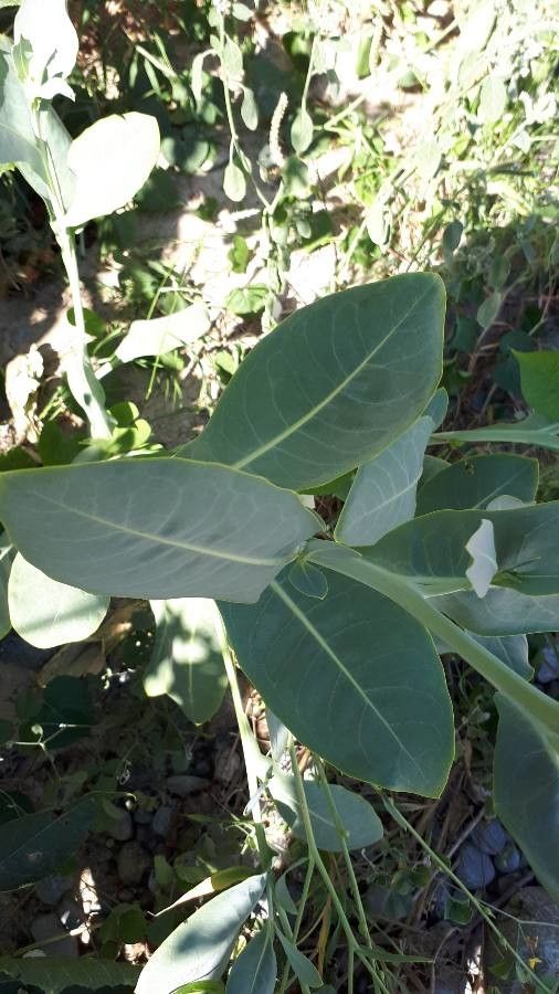 Moricandia sinaica — related species from the same genus