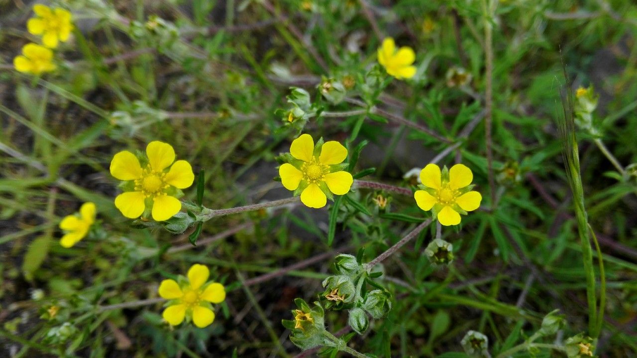 Potentilla argentea flower