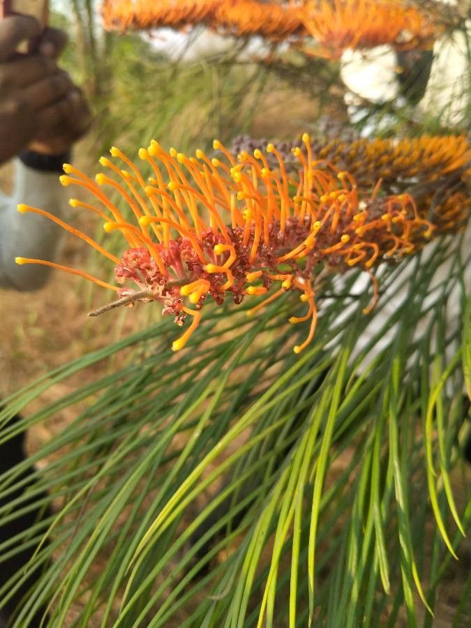 Grevillea excelsior flower