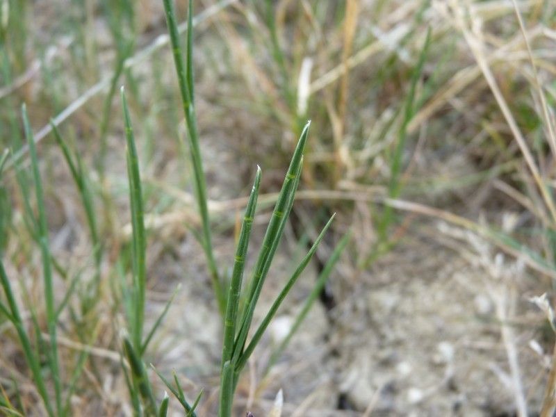 Hainardia cylindrica flower