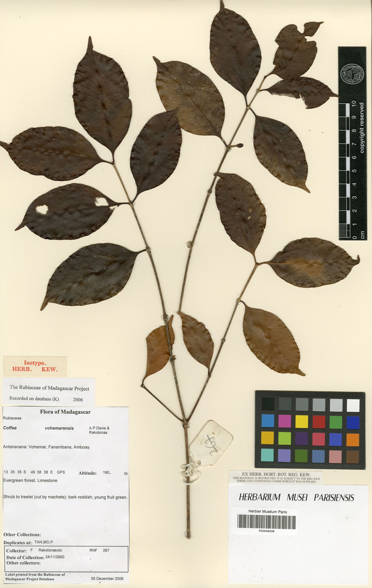 Coffea vohemarensis — houseplant care guide