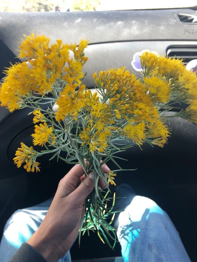 Tetradymia filifolia leaf