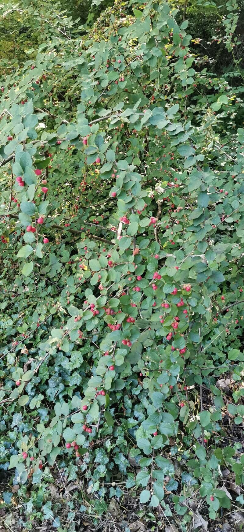 Cotoneaster fangianus habit