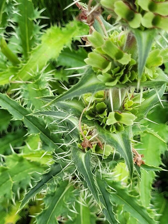 Morina longifolia leaf